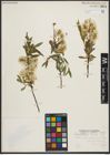 Foto von Salix petiolaris Sm.